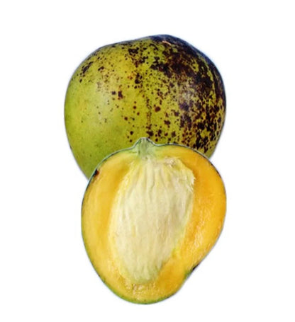 Ice Cream Mango Tree (Dwarf, 2-4 Ft) | Grafted, Ships to CA & PR
