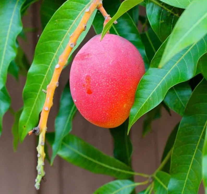 Haden Mango Tree (1.5-4 Ft) | Grafted, Ships to CA