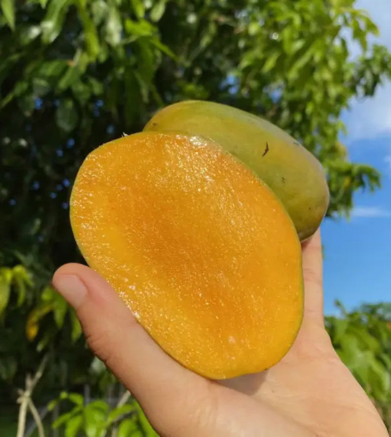 Julie Dwarf Mango Tree (2-4 Ft) | Grafted, Ships to CA & PR