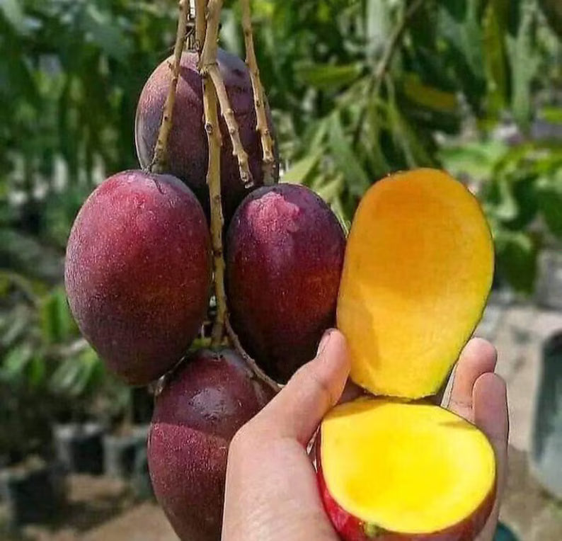 Irwin Dwarf Mango Tree (1.5-4 Ft) | Grafted, Ships to CA & PR