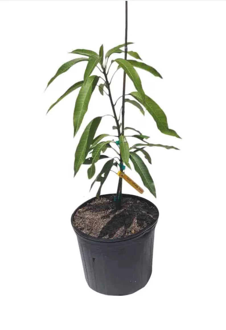 Irwin Dwarf Mango Tree (1.5-4 Ft) | Grafted, Ships to CA & PR