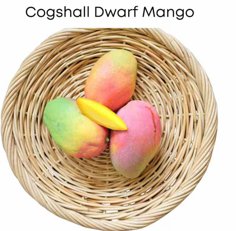 Buy Cogshall Dwarf Mango Tree (2-4 Ft) | Ships to CA & PR