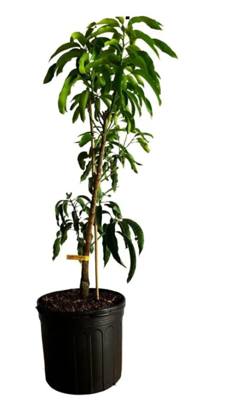 Buy Cogshall Dwarf Mango Tree (2-4 Ft) | Ships to CA & PR