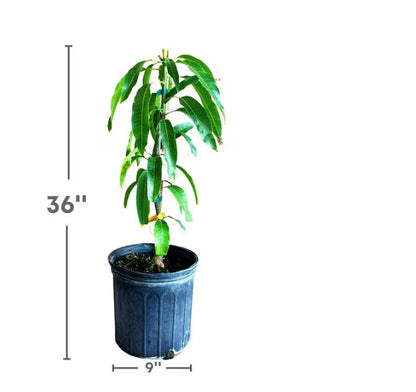 Buy Carrie Semi-Dwarf Mango Tree (2-4 Ft) | Grafted Variety