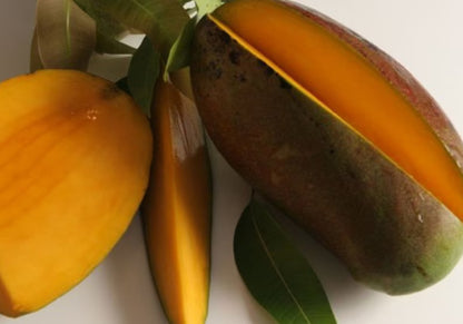 Lancetilla Mango Tree (1.5-4 Ft) | Grafted, Ships to CA & PR