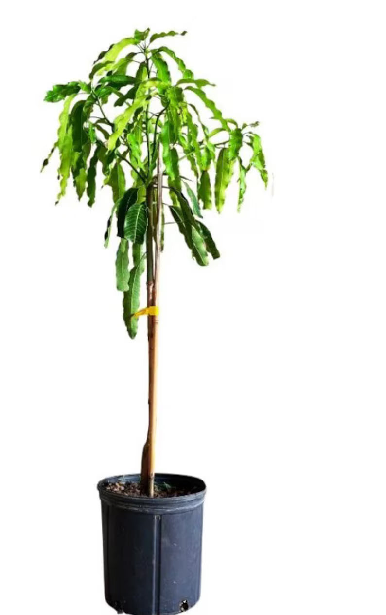 Julie Dwarf Mango Tree (2-4 Ft) | Grafted, Ships to CA & PR