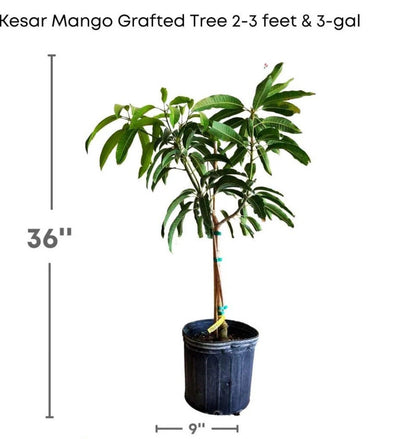 Kesar Mango Tree (Grafted, 2-4 Ft) | Queen of Mangoes