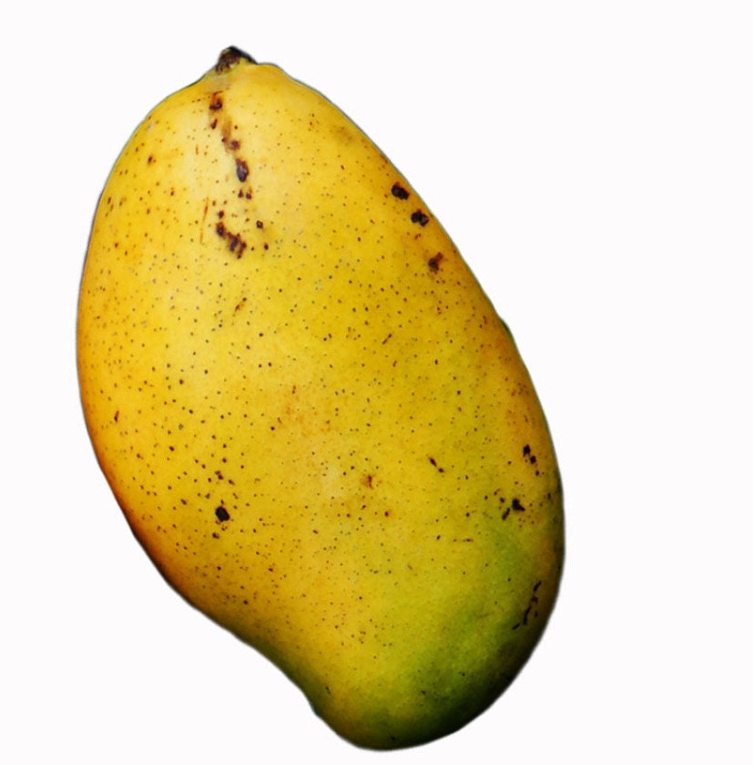Madame Francis Haitian Mango Tree (2-4 Ft) | Grafted