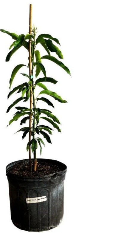 Cold-Hardy Glenn Mango Tree (2-4 Ft) | Ships to CA & PR