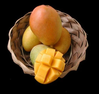 Cold-Hardy Glenn Mango Tree (2-4 Ft) | Ships to CA & PR