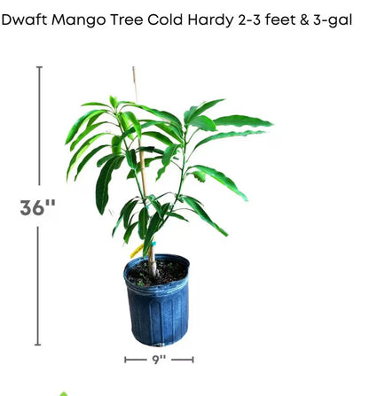 Malika Dwarf Mango Tree (Cold Hardy, 2-4 Ft) | Grafted