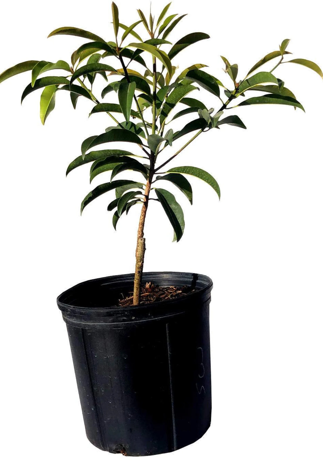 Sapodilla Tree (2-4 Ft) | Grafted, Ships Nationwide