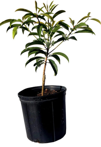 Sapodilla Tree (2-4 Ft) | Grafted, Ships Nationwide