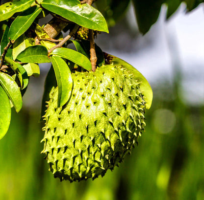 Grafted Soursop 'Guanabana' Tree (2-4 Ft) | Unique Fruit