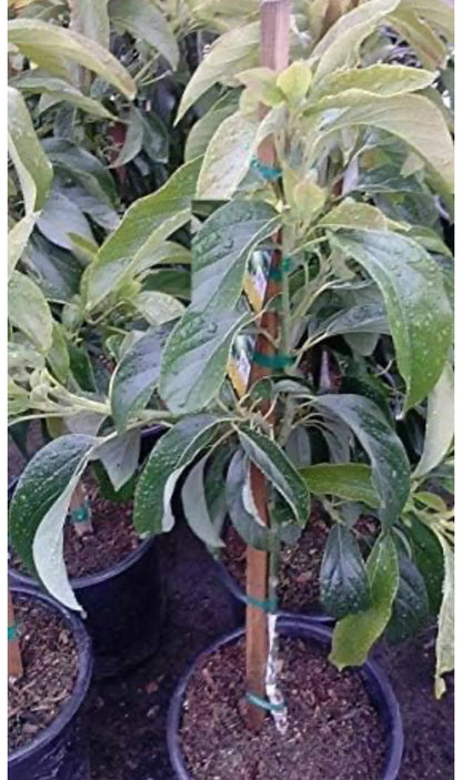 Hass Avocado Tree Live Avocado Tree GRAFTED 2-4 ft tall. We ship to CA&PR