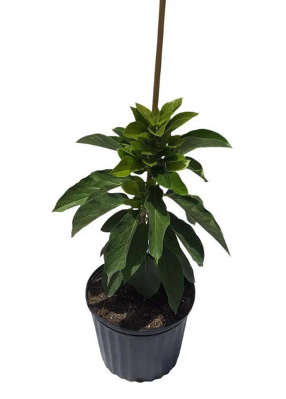 Oro negro grafted Avocado Tree From 2 to 4 feet tall. We ship to CA&PR