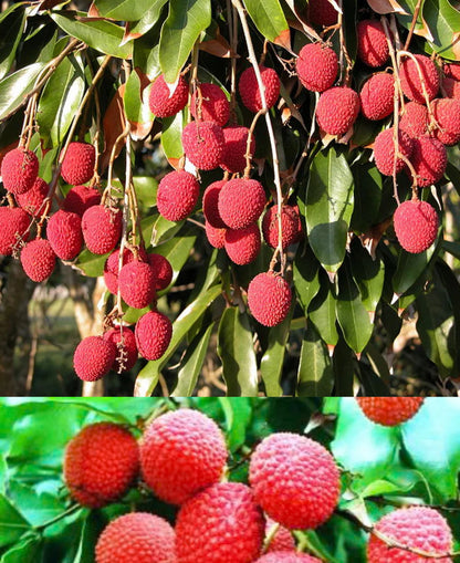 Sweetheart lychee TREE GRAFTED (3-4 Feet Tall)