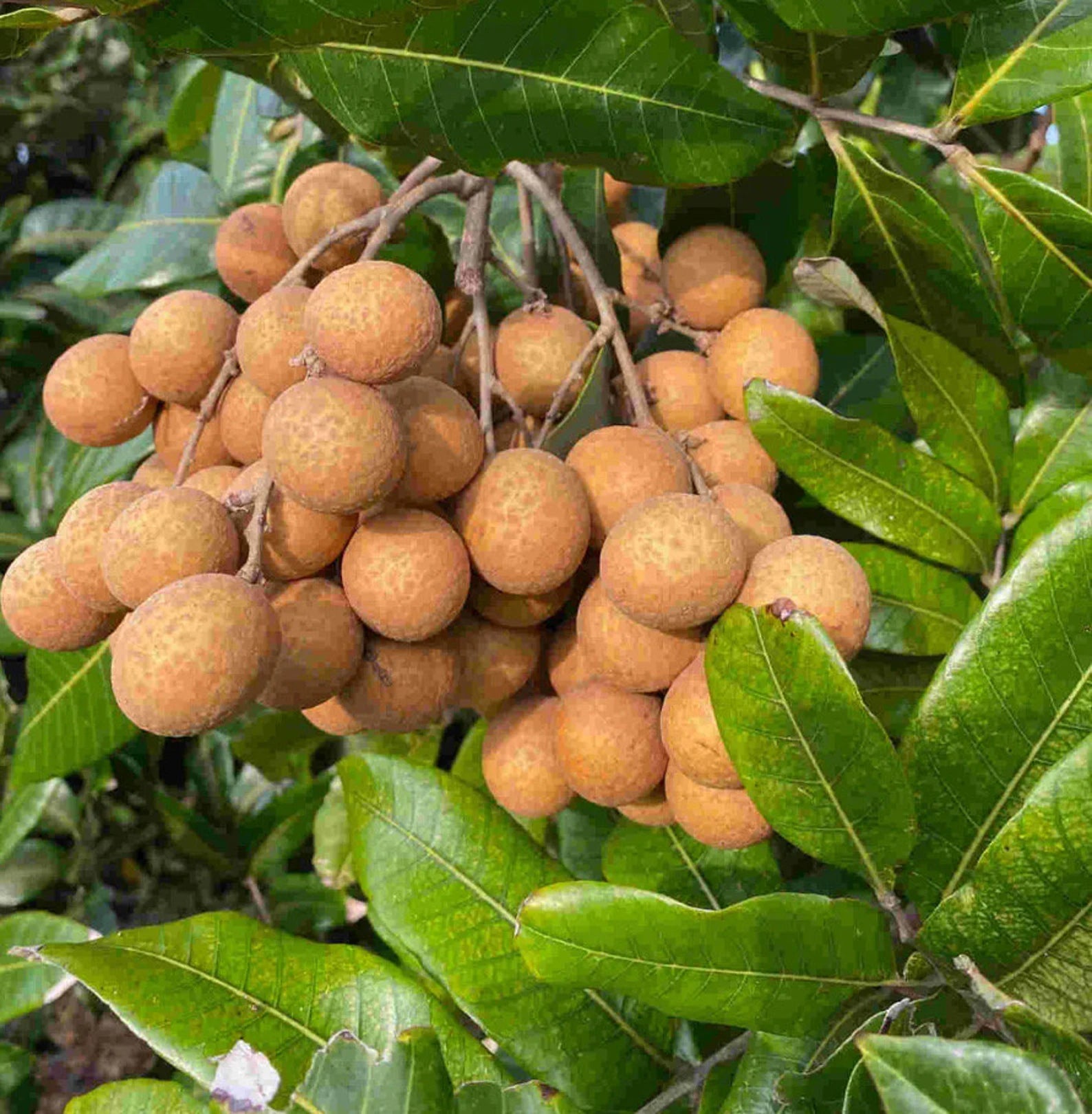 Buy Biew Kiew Longan Tree (2-4 Ft) | Ships to CA & PR