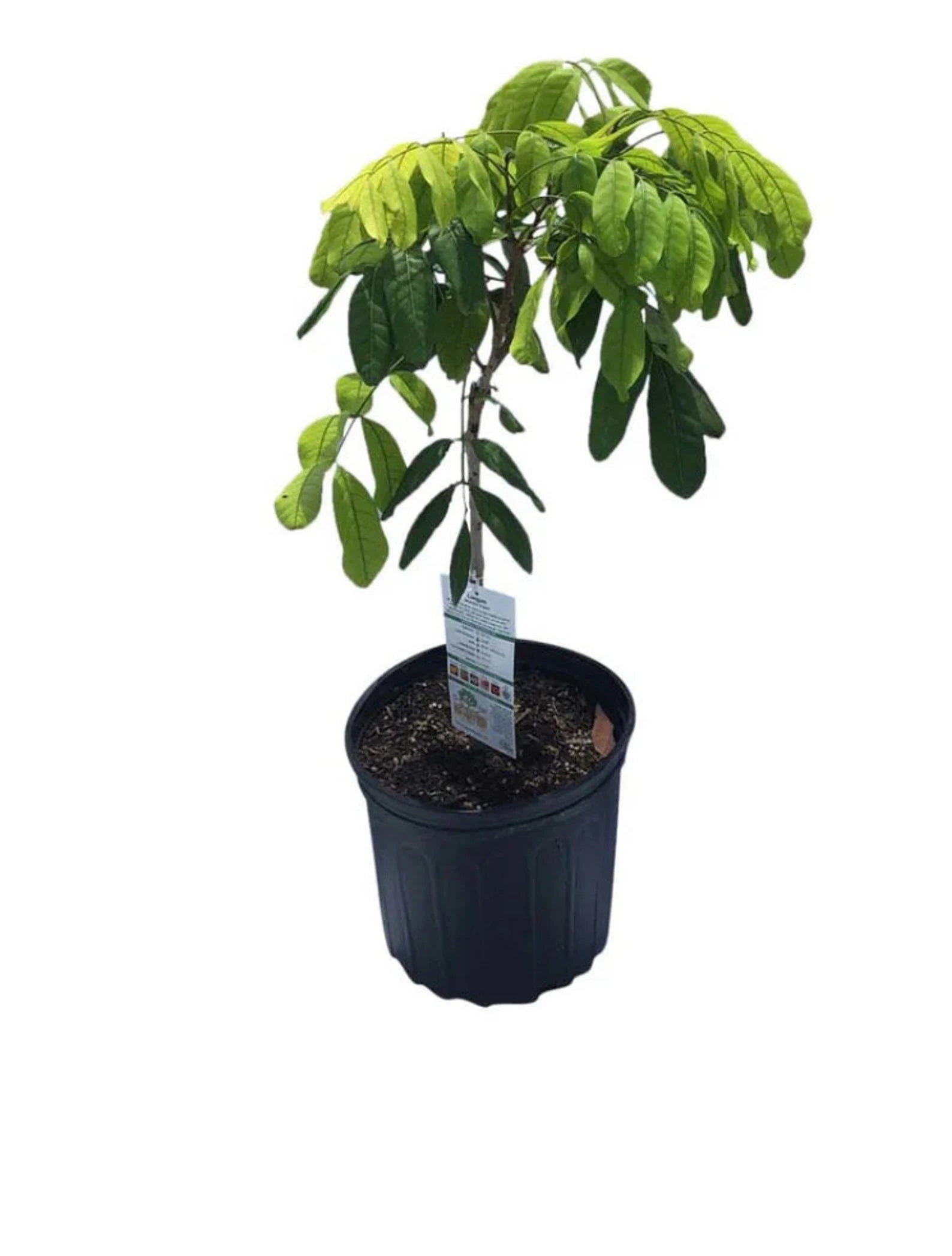 Buy Biew Kiew Longan Tree (2-4 Ft) | Ships to CA & PR