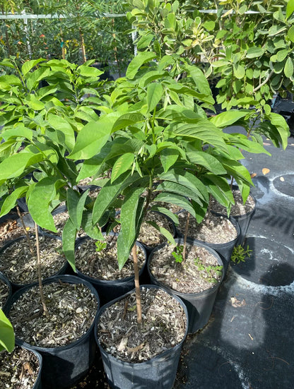 Sugar apple TREE GRAFTED (3-5 Feet Tall) 7 gallons size