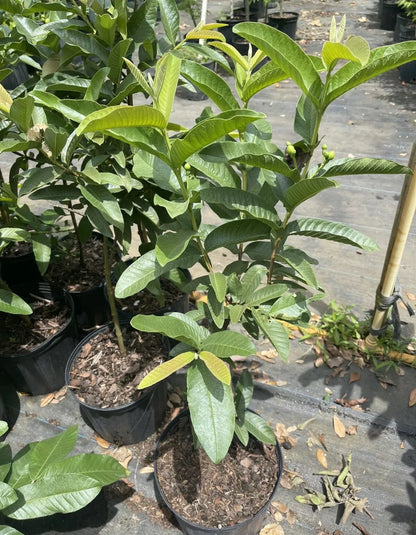 Ruby Supreme Red Guava tree 3-5 ft tall with Flowers and Fruit. ( Air layer tree)