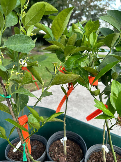 Ponkan TANGERINE TREE (GRAFTED) 2-4 Feet Tall.