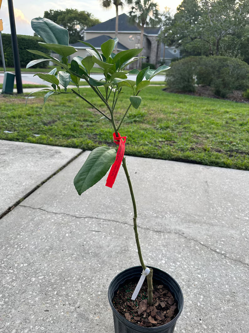 Red ruby grapefruit (grafted) 2-4 Feet Tall.