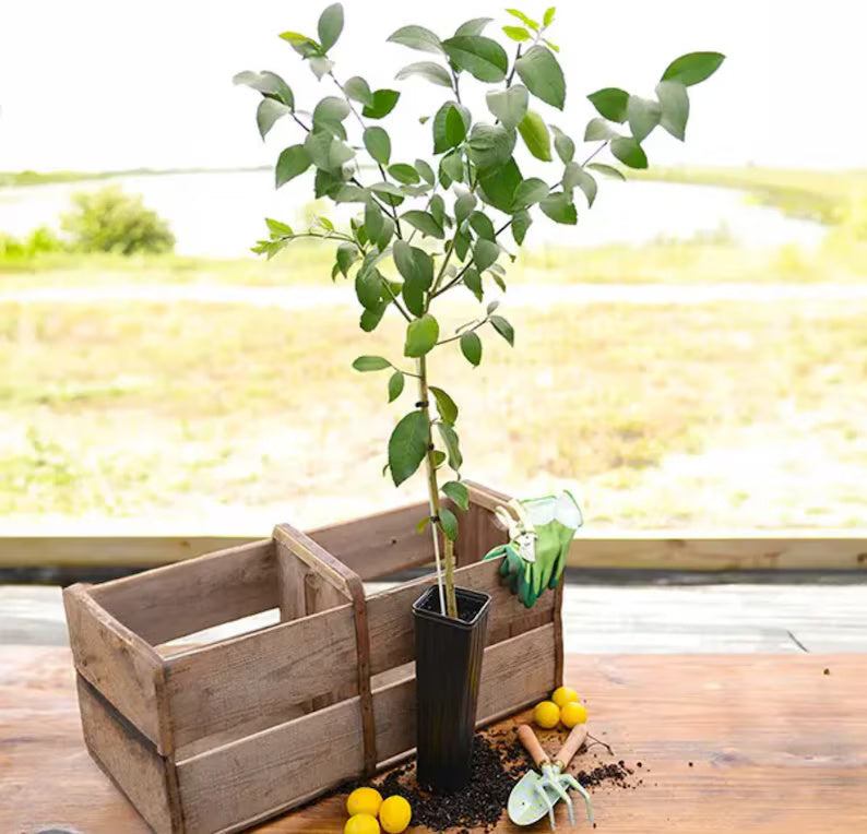 Myers Lemon . Grafted 2-4 Ft Tall