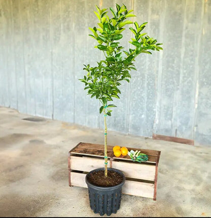 Tangerine tree 2-4 ft tall grafted