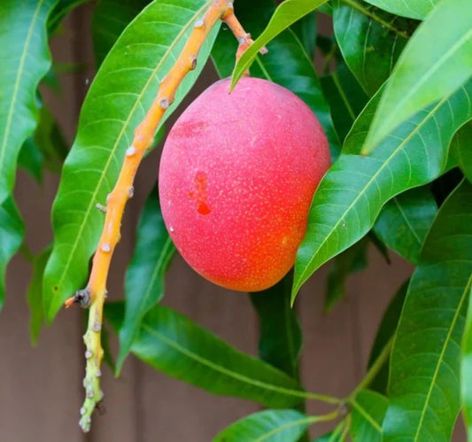 Haden Mango Grafted Tree 1.5-4 Ft Tall. Ship To CA&