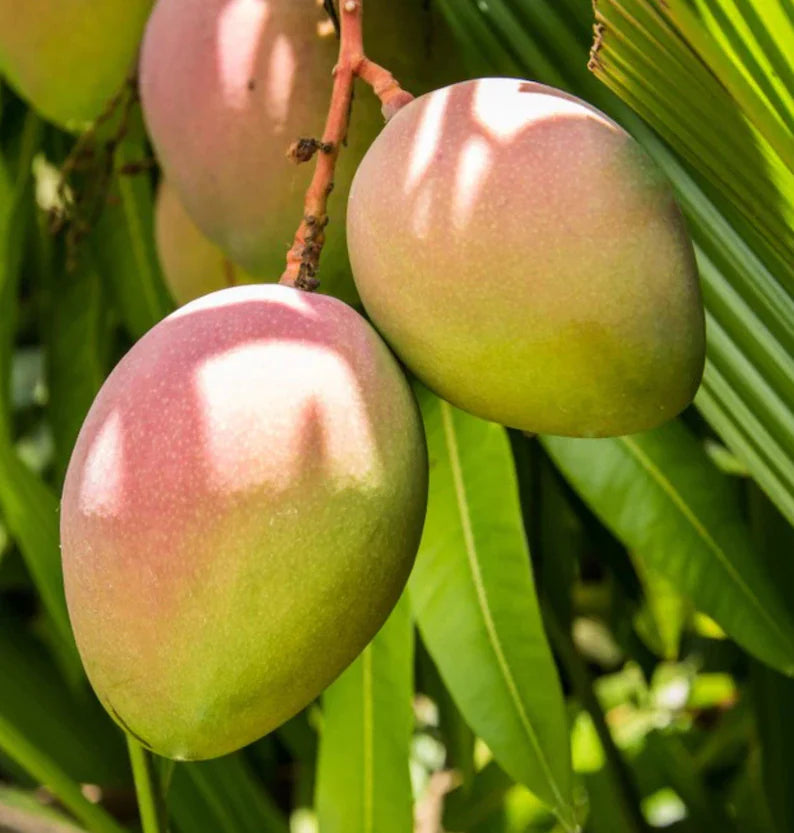 Super Alphonso MANGO TREE GRAFTED (2-4 Feet Tall)