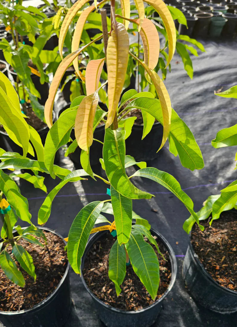 Super Alphonso MANGO TREE GRAFTED (2-4 Feet Tall)