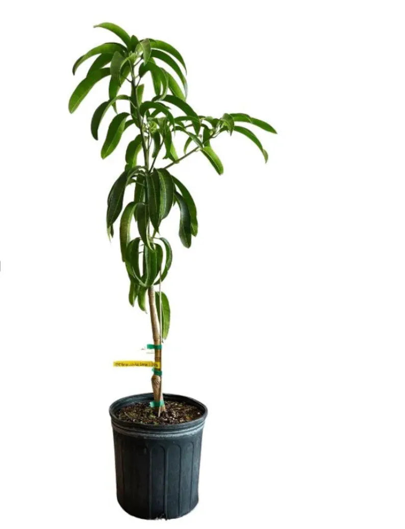 Lancetilla mango tree GRAFTED 1.5-4 Ft Tall.Ship To CA&PR. Actual Photos