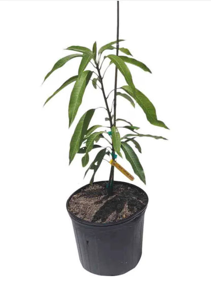 Irwin Dwarf mango tree GRAFTED 1.5-4 Ft Tall.Ship To CA&PR. Actual Photos