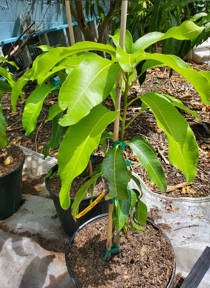 Madame Francis Haitian Mango Tree (2-4 Ft) | Grafted