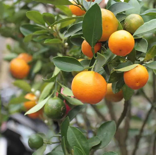 Calamondin orange tree 2-4 ft tall grafted. We shipbto CA&PR