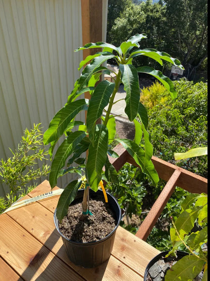 Nam Doc Mai Mango Tree (2-4 Ft) | Grafted, Fiberless