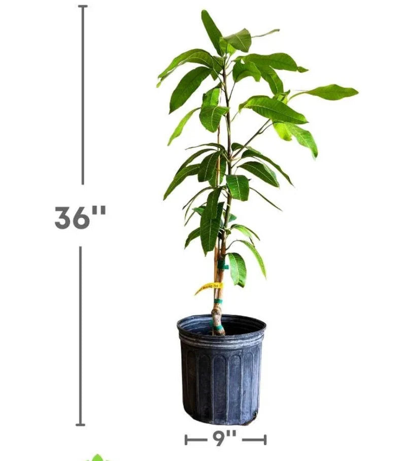 Haden Mango Grafted Tree 1.5-4 Ft Tall. Ship To CA&