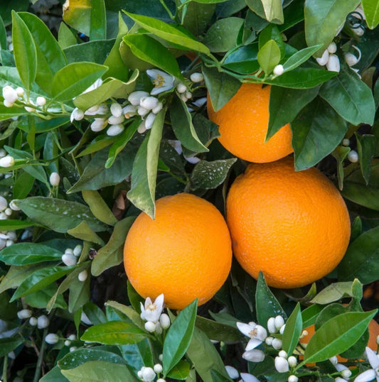 Seedless Navel Oranges Grafted 2-4 Ft Tall. Ships To all states. Real Photos