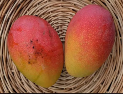 Fruit Punch mango tree GRAFTED 2-4 Ft Tall.Ship To CA&PR. Actual Photos