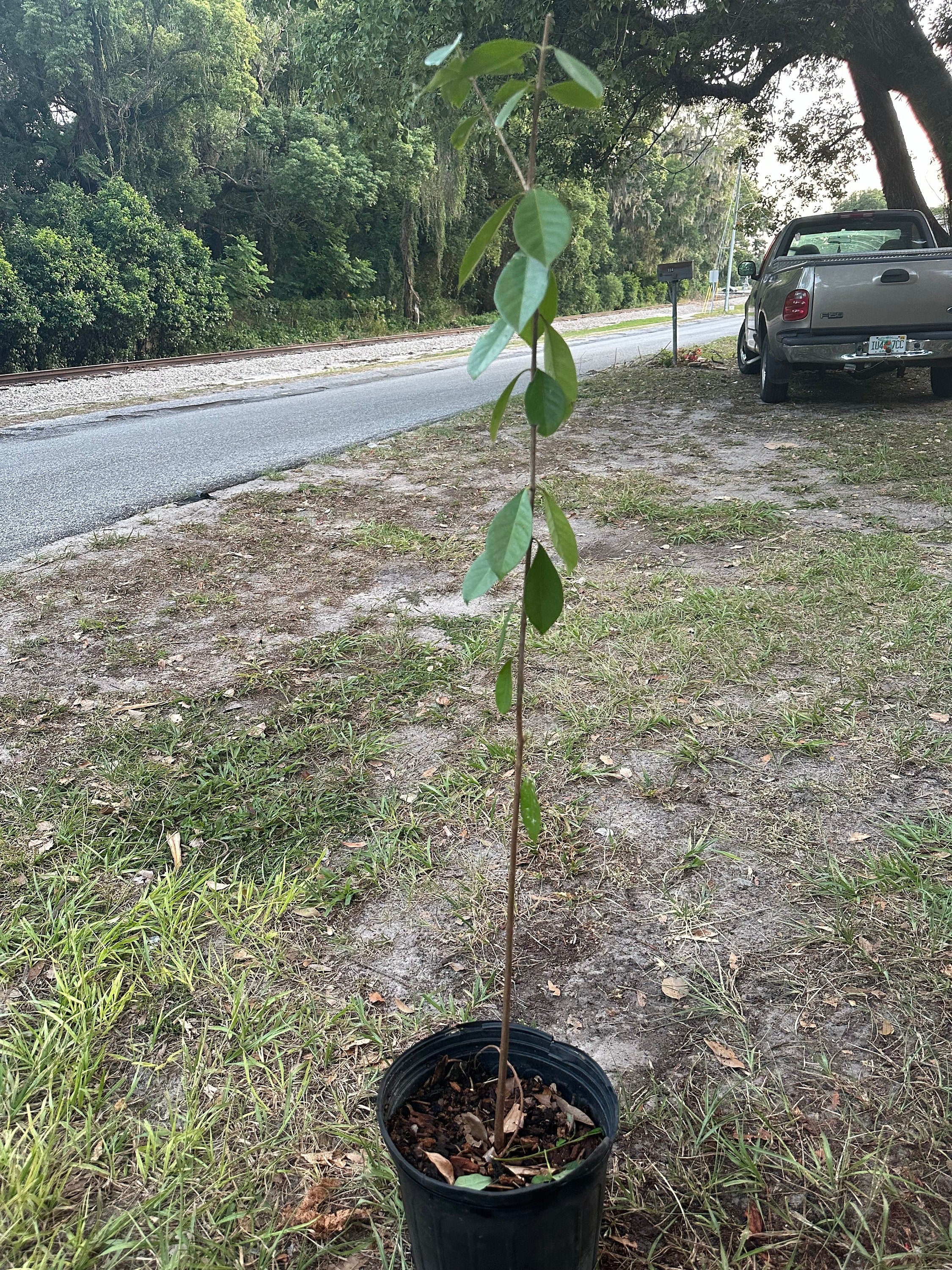 Strawberry Guava Tree in Pot (Grafted) | Lush & Tropical