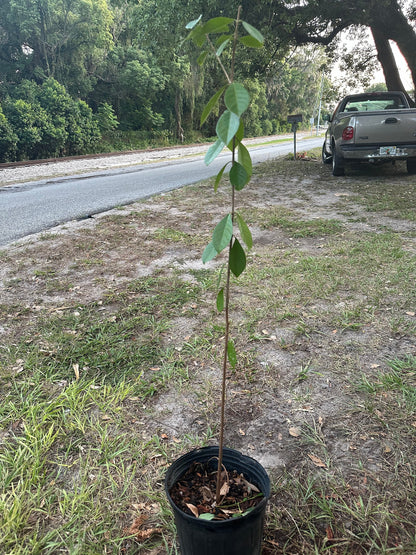 Strawberry Guava Tree in Pot (Grafted) | Lush & Tropical