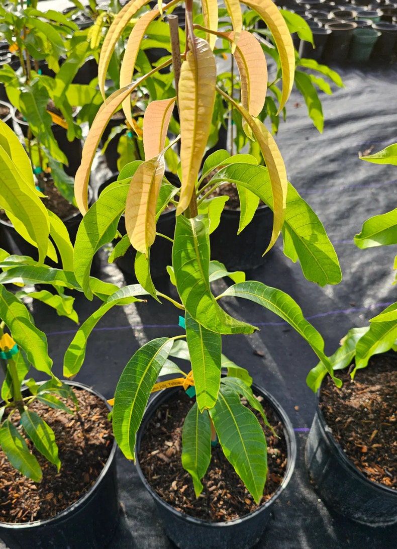 Super Alphonso Mango Tree (3-4 Ft) | Grafted