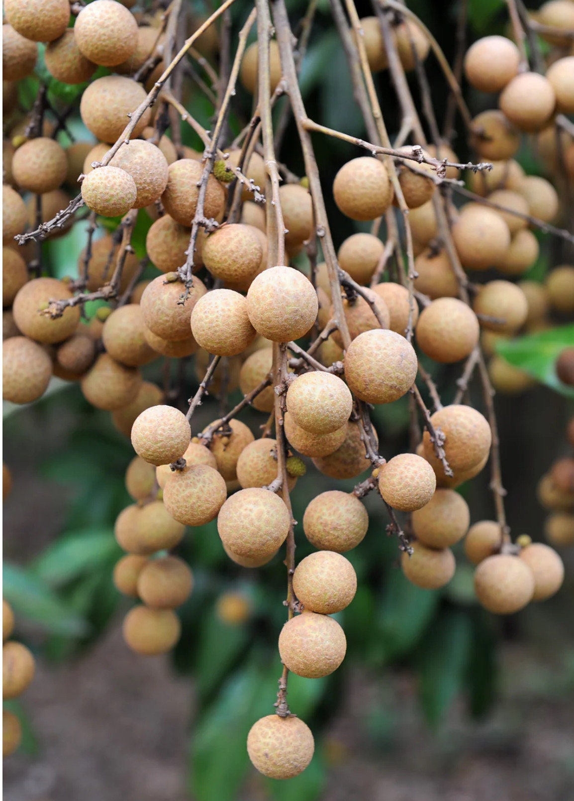 Pink 'Sri Chompoo' Longan Tree (3-4 Ft) | Air Layered