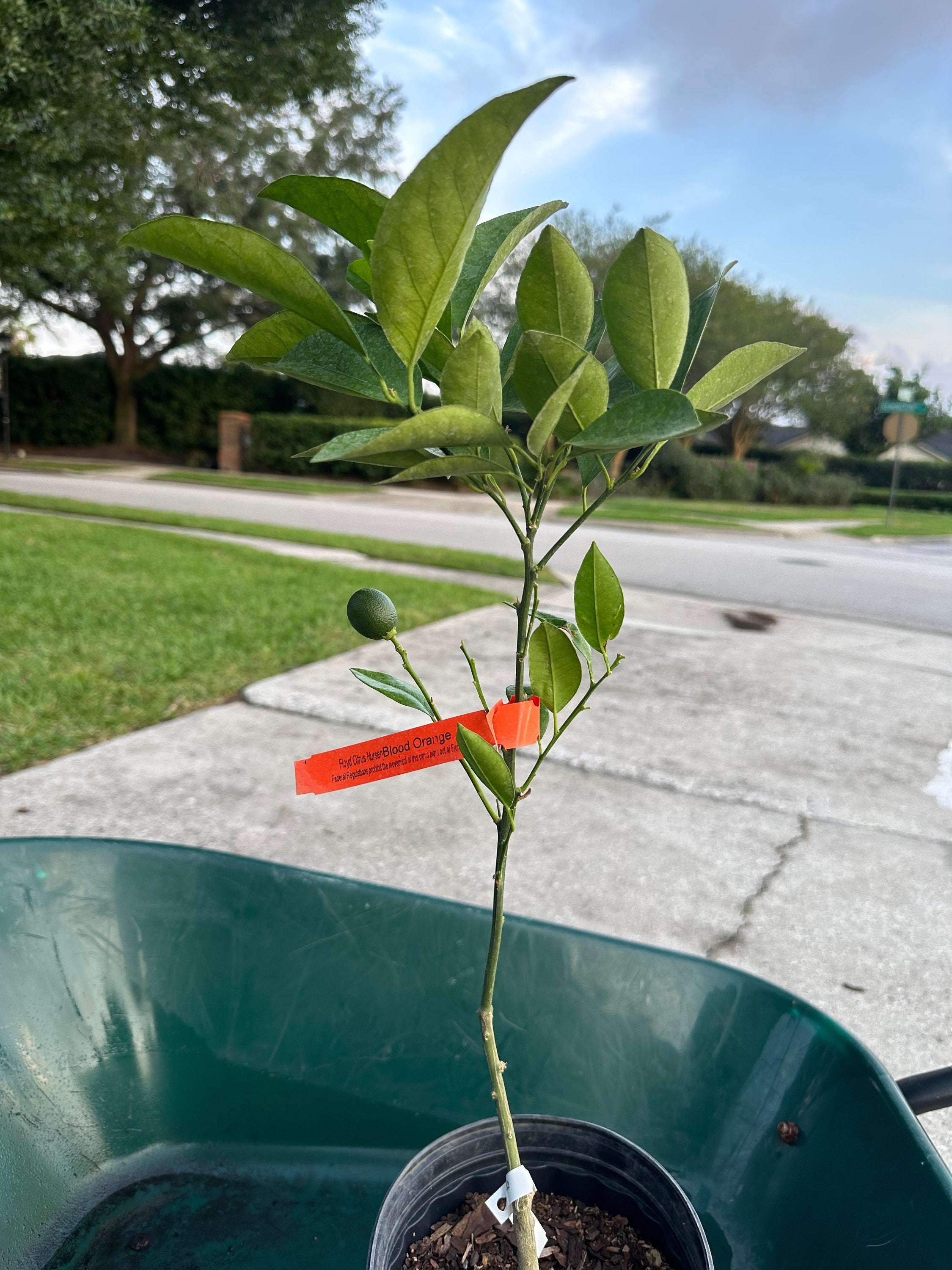 Grafted Semi-Dwarf Moro Blood Orange Citrus Tree – Citrapot Variety