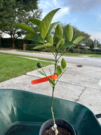 Grafted Semi-Dwarf Moro Blood Orange Citrus Tree – Citrapot Variety