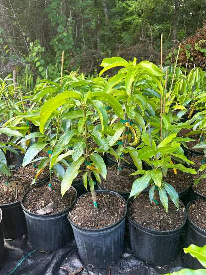 Valencia Pride Mango Tree (2-4 Ft) | Grafted, Abundant Harvest