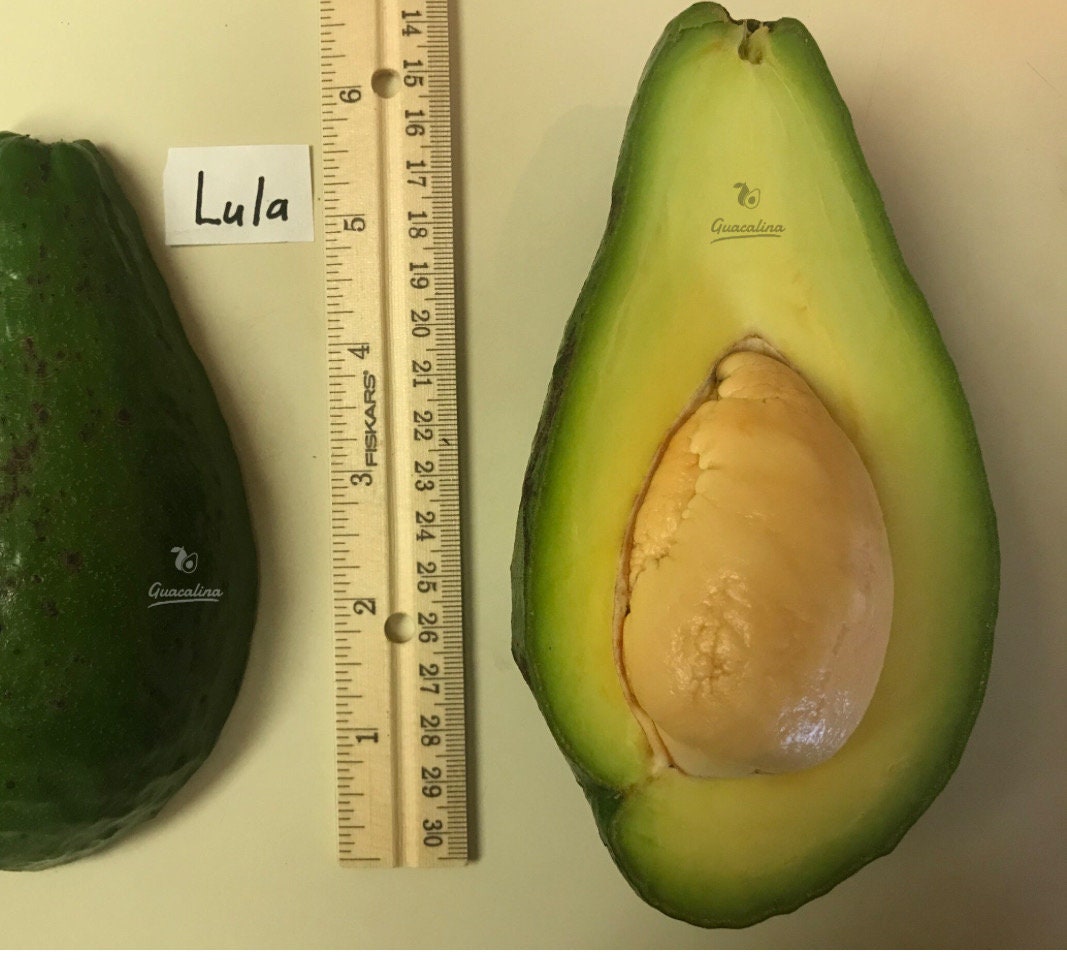 Lula Avocado Tree Live indoors/outdoors Avocado Tree GRAFTED 2-3 ft. We ship to CA&PR