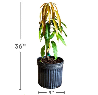 Madame Francis haitian MANGO TREE GRAFTED (2-4 Feet Tall)