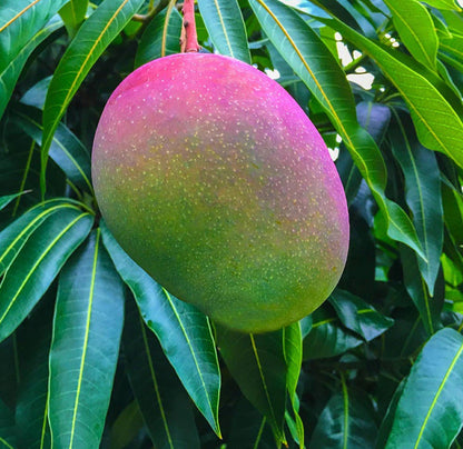 Valencia Pride Mango Tree (2-4 Ft) | Grafted, Abundant Harvest